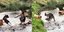 Στιγμιότυπα από τη μάχη του καγκουρό με τους σκύλους
