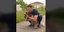Ο Στέφανος Κασσελάκης με τον σκύλο του τη Φάρλι για τις ανάγκες βίντεο στο Tik Tok 