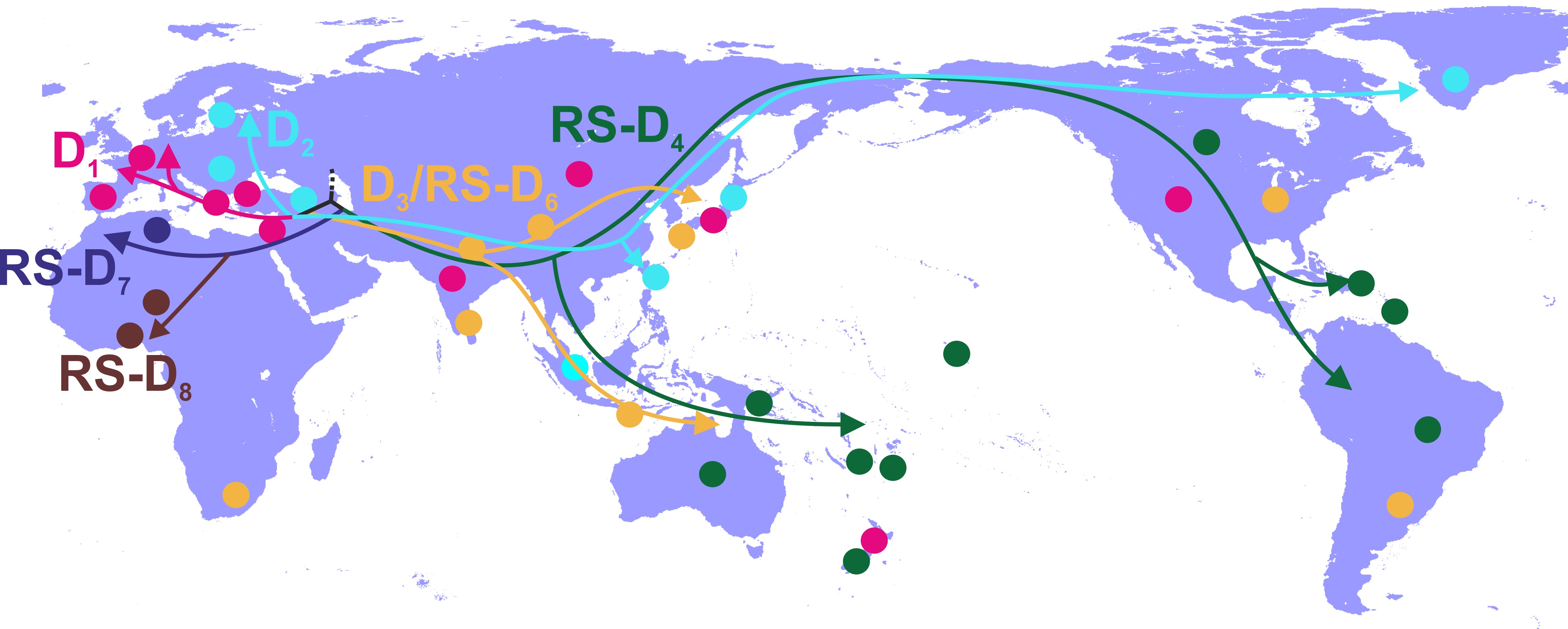 Χαρτογράφηση γεωγραφικής διασποράς γονότυπου HBV-D. Οι διαφορετικοί τύποι (υπογονότυποι) του HBV-D και μονοπάτια διασποράς αναπαρίστανται με διαφορετικά χρώματα.  Οι χρωματισμένοι κύκλοι αντιστοιχούν στις γεωγραφικές περιοχές που οι αντίστοιχοι υπογόνοτυποι παρουσιάζουν υψηλά ποσοστά.