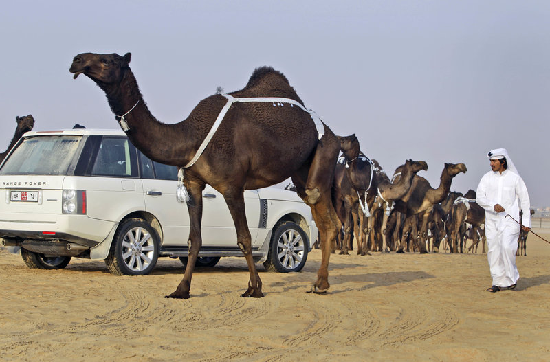 Απέκλεισαν 12 καμήλες από διαγωνισμό ομορφιάς -Επειδή... είχαν κάνει μπότοξ! (εικόνες)