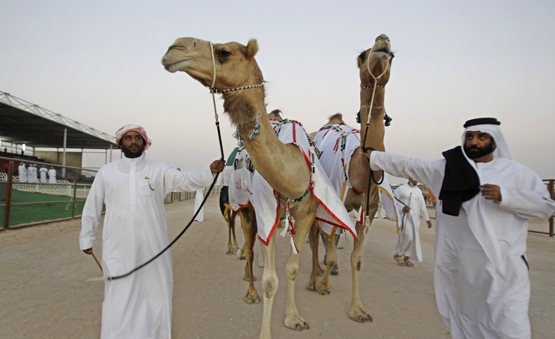 Απέκλεισαν 12 καμήλες από διαγωνισμό ομορφιάς -Επειδή... είχαν κάνει μπότοξ! (εικόνες)