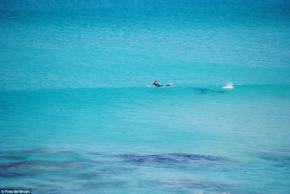 Καρχαρίας τριών μέτρων επιτίθεται σε σέρφερ στην Αυστραλία: Καρέ καρέ η καταδίωξη [εικόνες] | iefimerida.gr 1