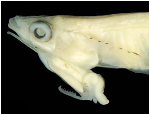 Νέο είδους ψαριού έχει τα γεννητικά του όργανα στο... στόμα [εικόνες] | iefimerida.gr 0