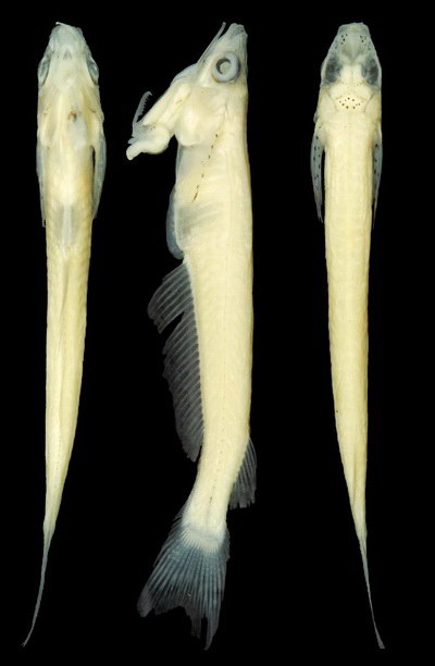 Νέο είδους ψαριού έχει τα γεννητικά του όργανα στο... στόμα [εικόνες] | iefimerida.gr 1