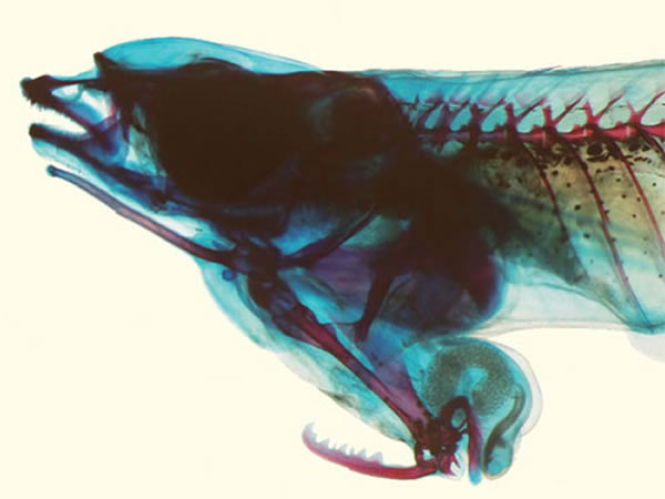 Νέο είδους ψαριού έχει τα γεννητικά του όργανα στο... στόμα [εικόνες] | iefimerida.gr 2