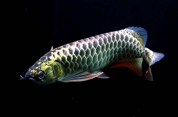 Arowana1