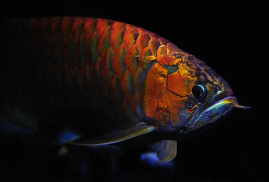 Arowana 1