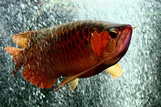 Arowana 4