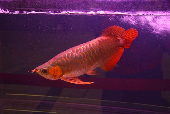 Arowana 6