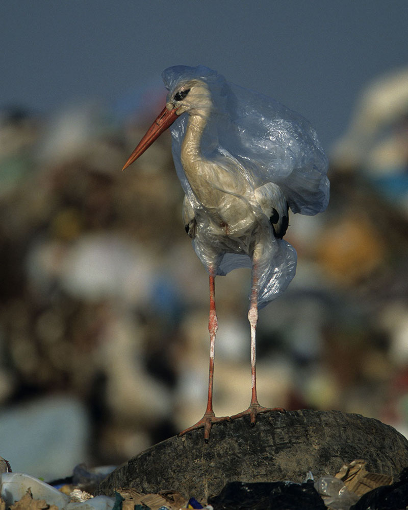 Φωτογραφία: John Cancalosi/ National Geographic