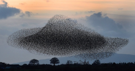 Χιλιάδες πουλιά κάνουν απίθανους σχηματισμούς στον ουρανό 