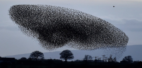 Χιλιάδες πουλιά κάνουν απίθανους σχηματισμούς στον ουρανό 