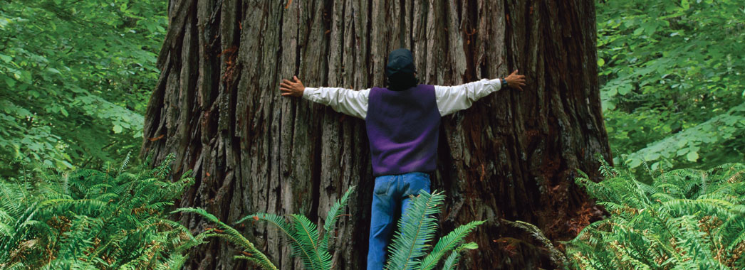 Σε κίνδυνο ψηλότερα δέντρα στη γη Σε κίνδυνο οι σεκόγιες