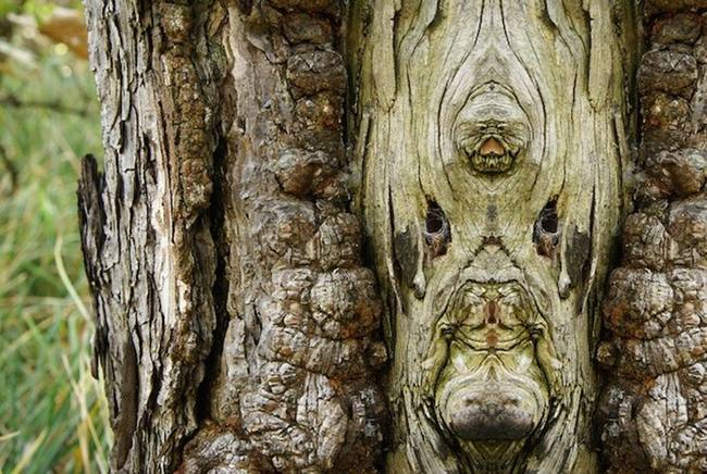 Eνα σκοτεινό άλμπουμ: Οταν τα δέντρα θυμίζουν τρομακτικό ανθρώπινο πρόσωπο