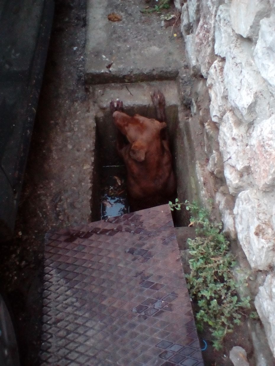 diasosi apo freatio 17 6 171 | Lamianow.gr