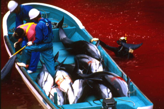 diaforetiko.gr : dolphin slaughter Παγκόσμιο ΣΟΚ:  Κτηνώδης παραδοσιακή σφαγή εκατοντάδων δελφινιών στο Ταϊτζί της Ιαπωνίας (βίντεο)
