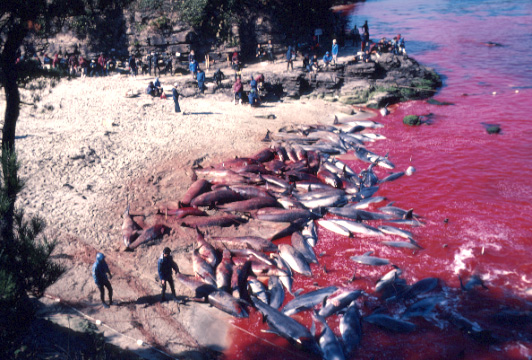 diaforetiko.gr : dolphin slaugther Παγκόσμιο ΣΟΚ:  Κτηνώδης παραδοσιακή σφαγή εκατοντάδων δελφινιών στο Ταϊτζί της Ιαπωνίας (βίντεο)