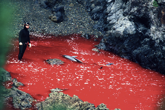 diaforetiko.gr : dolphin slaughter taiji japan the cove2 Παγκόσμιο ΣΟΚ:  Κτηνώδης παραδοσιακή σφαγή εκατοντάδων δελφινιών στο Ταϊτζί της Ιαπωνίας (βίντεο)