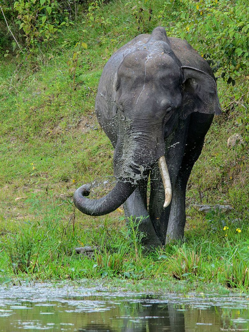 O ελέφαντας του Βόρνεο είναι διάσημος για τους χαυλιόδοντές του, φωτογραφία: wikipedia 