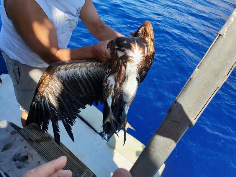 Το άγριο ζώο δέχτηκε τις πρώτες βοήθειας εθελόντριας της ΕΚΠΑΖ στην ακτή!