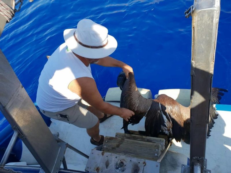 Το γύπα περισυνέλεξε από την θάλασσα ο καπετάνιος ενός πλοίου. 