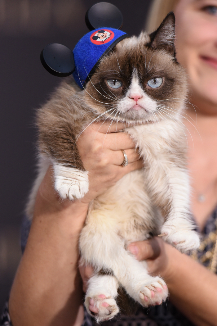 grumpy cat3 | Lamianow.gr