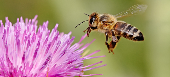 Μέλισσες ναρκαλιευτές εκπαιδεύουν Κροάτες επιστήμονες