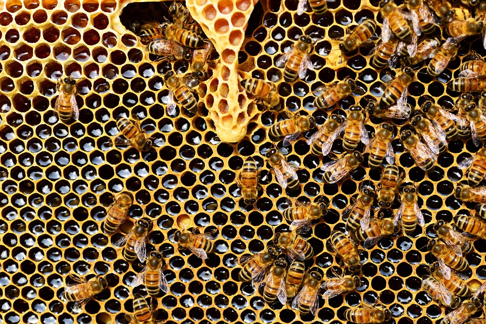 Τα παρασιτοκτόνα διεισδύουν στην κηρήθρα, ενώ οι νεονικοτινοειδείς ουσίες συμβάλλουν στην εξαφάνιση των μελισσών