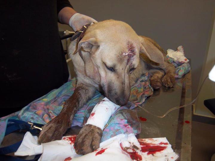 Το βίντεο με τον ξυλοδαρμό του Αλβανού που σκότωσε δύο σκυλιά με βαριοπούλα kakopoiisi skylos Το βίντεο με τον ξυλοδαρμό του Αλβανού που σκότωσε δύο σκυλιά με βαριοπούλα