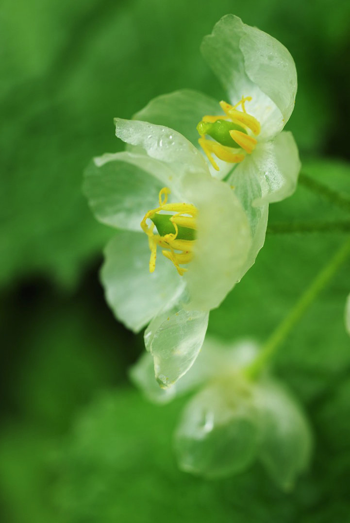 Μαγική μεταμόρφωση - Το λουλούδι που με λίγες σταγόνες βροχής γίνεται... διάφανο 