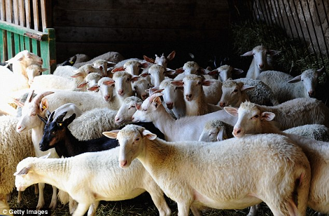 Γοργόνα, ένα νησί επίγειος παράδεισος της Μεσογείου 