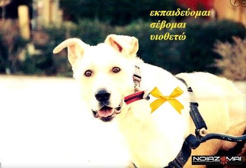 Σκύλος περαστικοί κίτρινη κορδέλα 