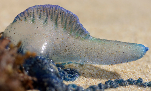 Βόρεια Επικράτεια και Κουίνσλαντ