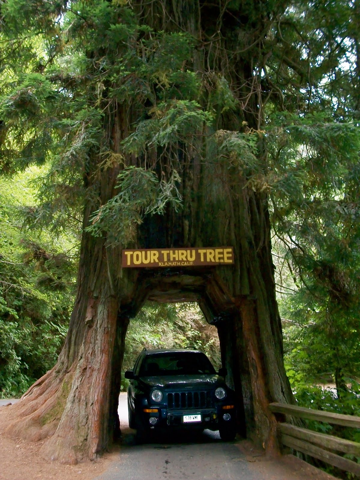 Σε κίνδυνο ψηλότερα δέντρα στη γη Σε κίνδυνο οι σεκόγιες