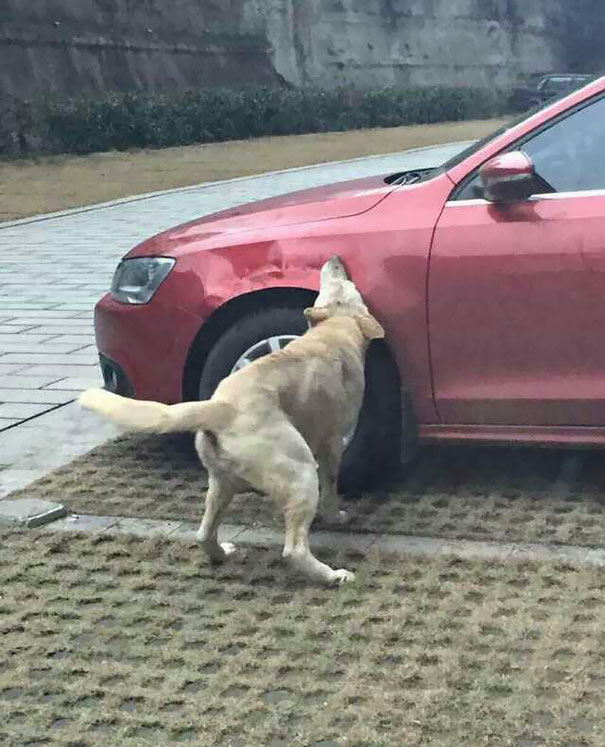 Σκύλος οδηγός 
