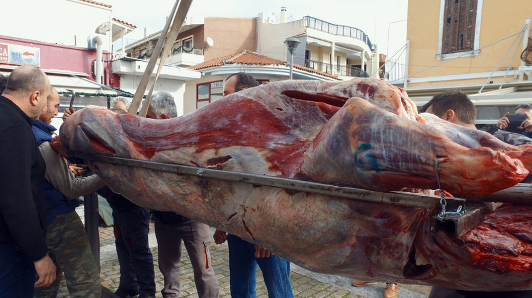 Με το σούβλισμα ενός μόσχου, βάρους 295 κιλών, θα αποχαιρετίσουν το 2017 οι κάτοικοι των Φερών Έβρου -Φωτογραφία: ΑΠΕ-ΜΠΕ/STR