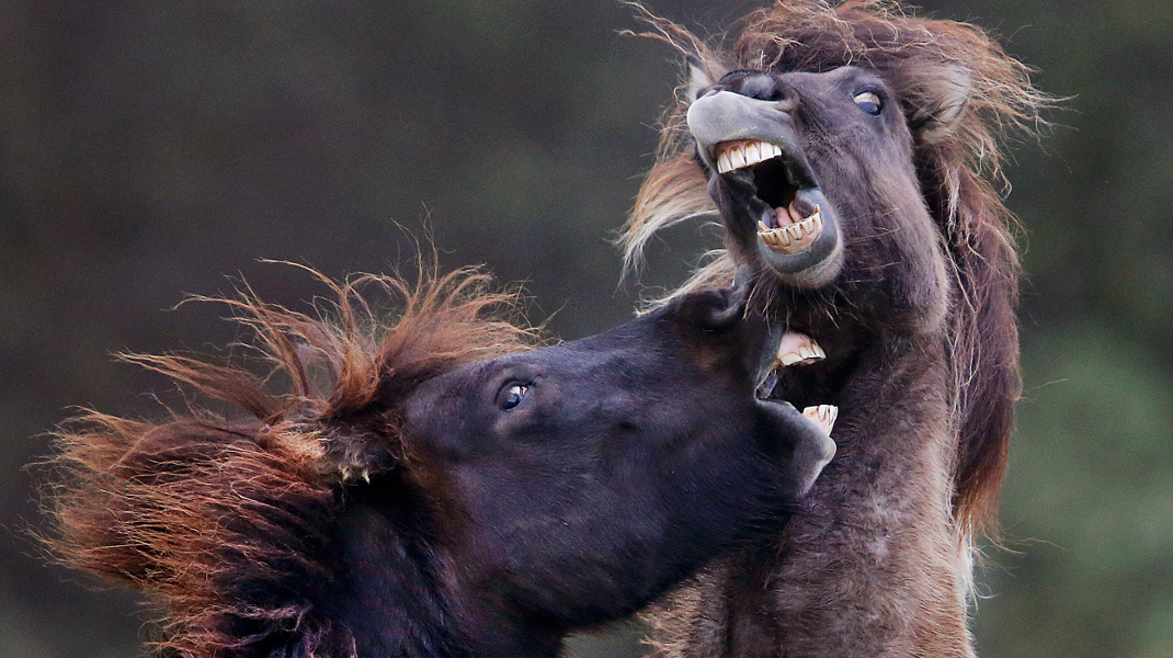 Οταν δύο ιρλανδέζικα άλογα παίζουν μεταξύ τους -Φωτογραφία: AP Photo/Michael Probst