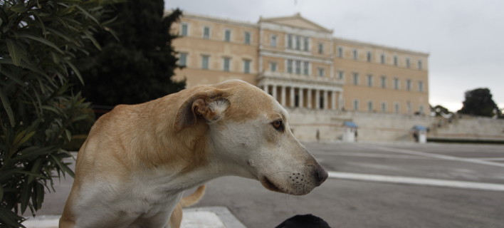 Μετά τις αντιδράσεις η κυβέρνηση αποσύρει το νομοσχέδιο για τα ζώα