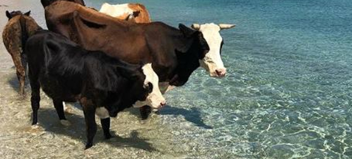 Αγελάδες βολτάρουν στο Καλό Λιβάδι της Μυκόνου (Φωτογραφία: Facebook)