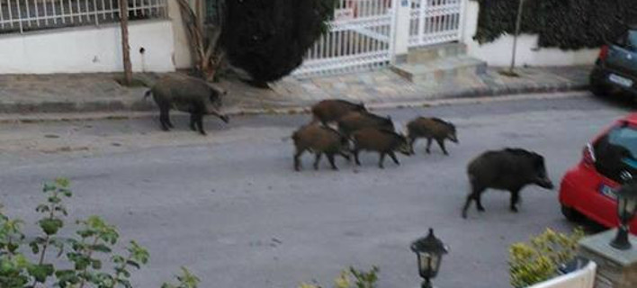 Αποτέλεσμα εικόνας για αγριογουρουνα στη θεσσαλονικη