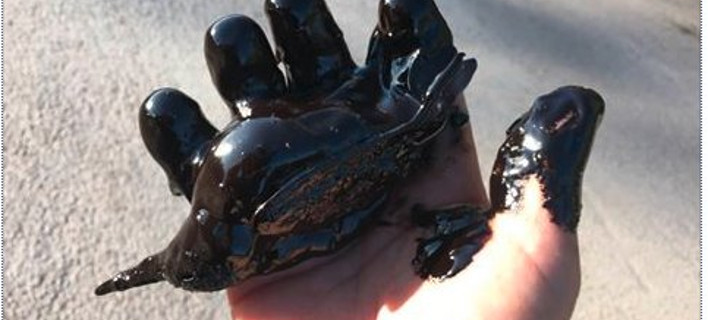 Φωτογράφος του Reuters παλεύει να σώσει από την πίσσα στον Σαρωνικό μια αλκυόνη [εικόνες]