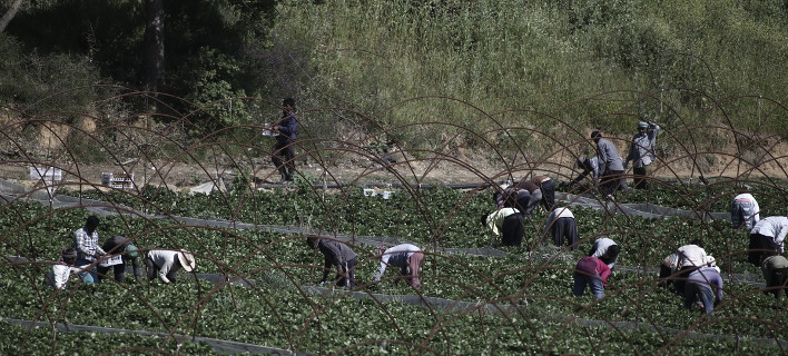 Εργοδότης πλήρωσε χρωστούμενα μεροκάματα σε χασίς αντί για χρήματα/ Menelaos Myrillas / SOOC