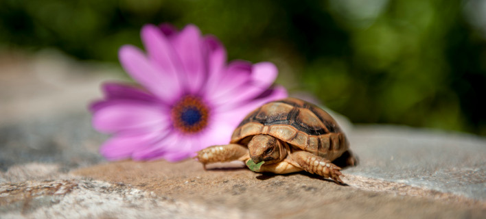 Και επίσημα Aνοιξη -Την Κυριακή η εαρινή Ισημερία -Ολα όσα θα πρέπει να ξέρετε