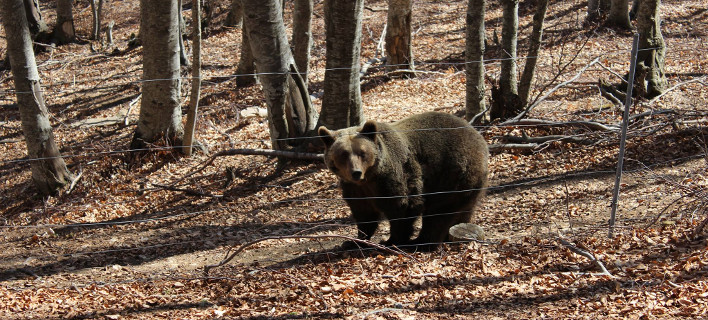 Ξύπνησαν... νωρίς οι αρκούδες στο Νυμφαίο -Λόγω των υψηλών θερμοκρασιών [εικόνες] 