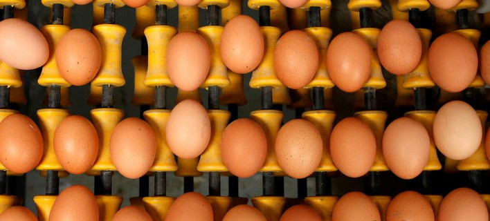 Γερμανός ευρωβουλευτής: Τα κράτη-μέλη της ΕΕ φταίνε για το σκάνδαλο με τα τοξικά αυγά