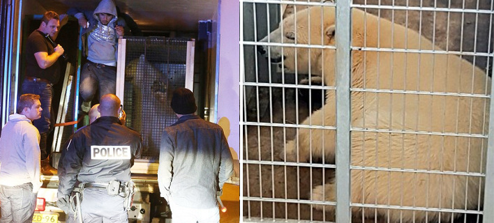 Μετανάστες μπήκαν κρυφά σε φορτηγό για τη Βρετανία και βρέθηκαν μαζί με μία πολική αρκούδα [εικόνες]