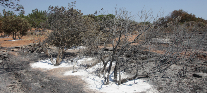 Η επόμενη ημέρα στη Χίο: Πάνω από 35.000 μαστιχόδεντρα έγιναν στάχτη [εικόνες]