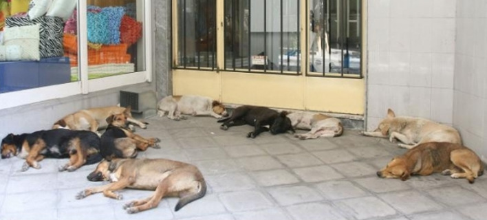 Αποτέλεσμα εικόνας για Τα Αδέσποτα Είναι τα «Αθέατα Θύματα» της Κρίσης στην Ελλάδα
