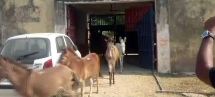 Ινδία: Φυλακίστηκαν γαϊδουράκια επειδή... έφαγαν ακριβά φυτά! [βίντεο]