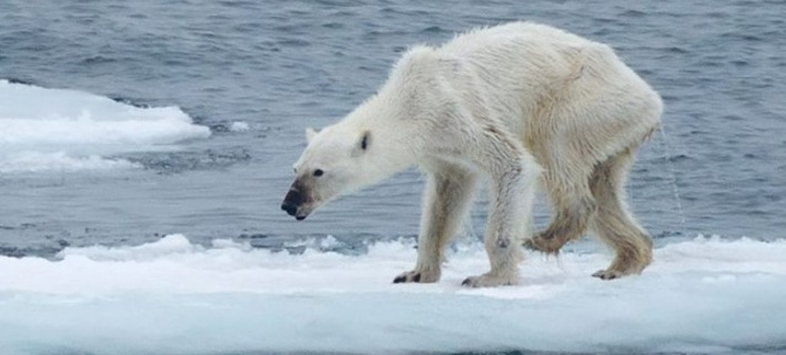 Η «κοκαλιάρα» αρκούδα του Kerstin Langenberger/Getty Images σόκαρε την κοινή γνώμη
